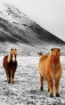 /album/fotogalereya/horses-752-jpg/